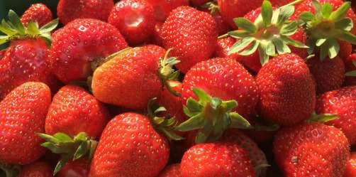 Dernier PIC de production en FRAISES avec des petits prix